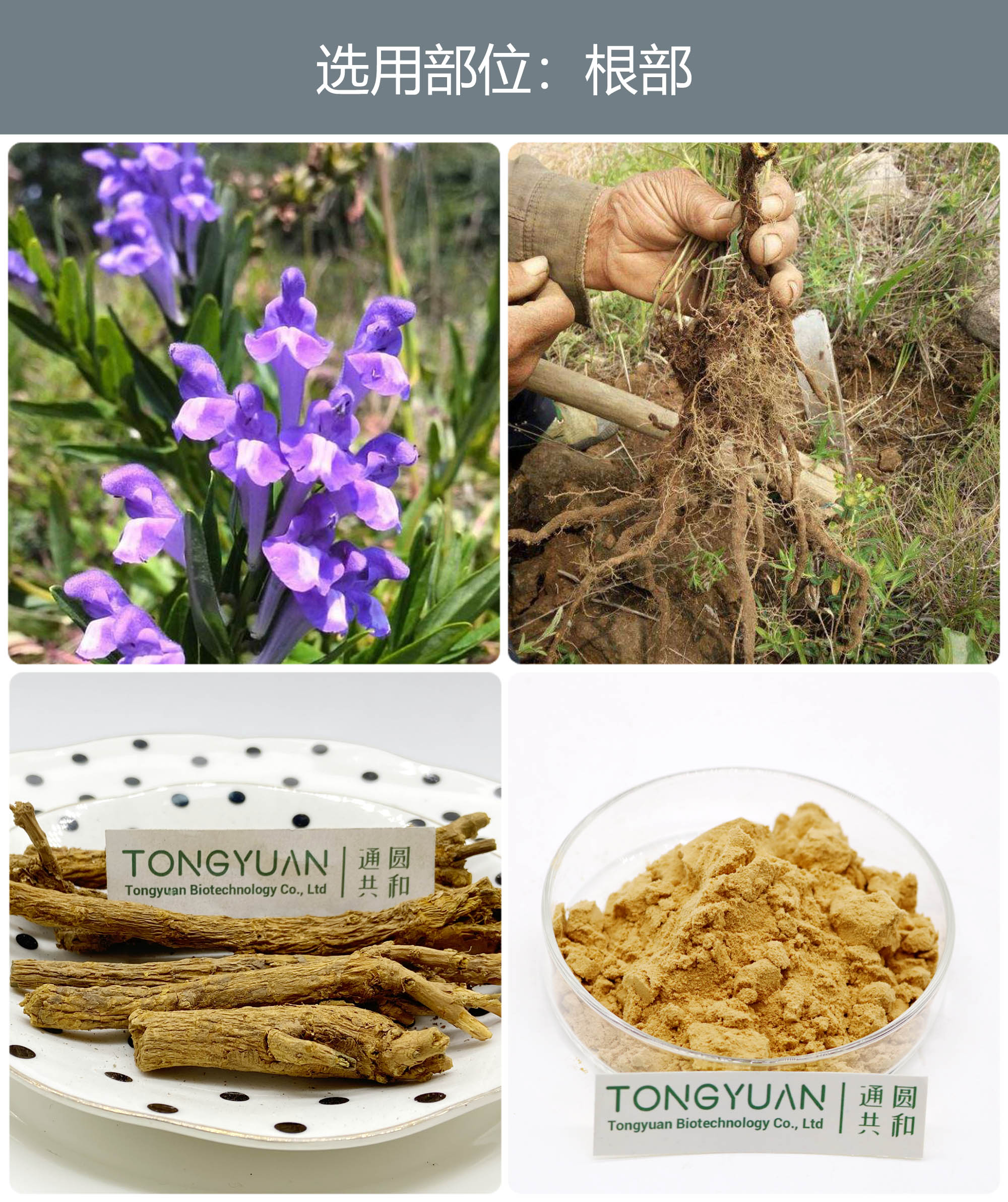 黃芩提取物 優(yōu)質(zhì)植物提取物引領(lǐng)健康食品新風尚